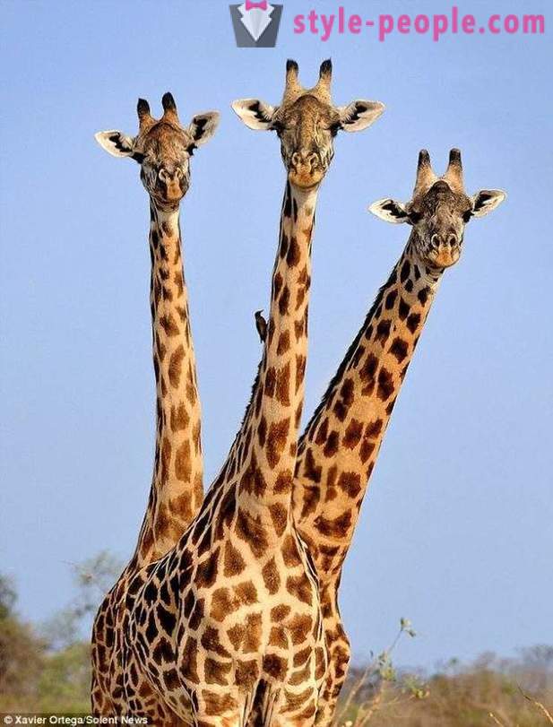 V Zambii je trojhlavý žirafa zasiahol výstrel