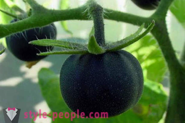 Neobvyklý stupeň čierna paradajky