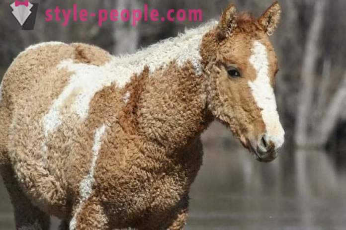Curly Horse - skutočný zázrak prírody