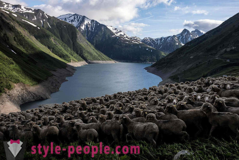 Život pastiera v Alpách