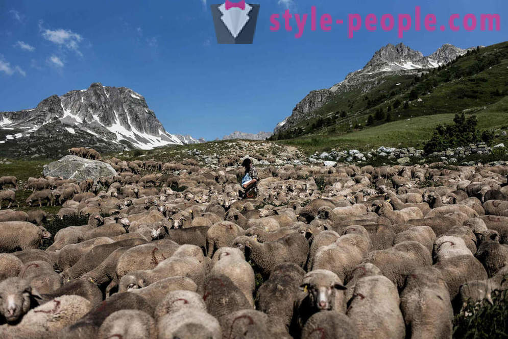 Život pastiera v Alpách