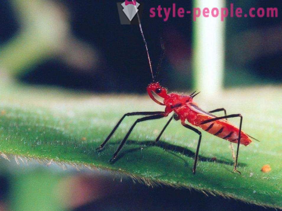 Najnebezpečnejší hmyz na našej planéte