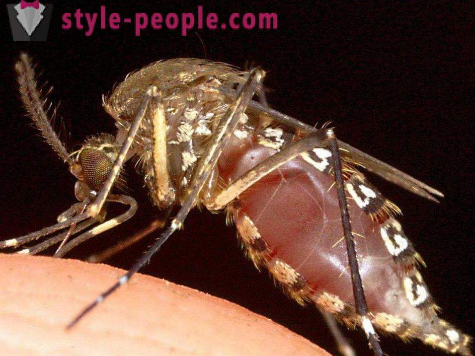 Najnebezpečnejší hmyz na našej planéte