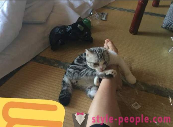 Japonský hotel, kde si môžete vziať mačku na prenájom