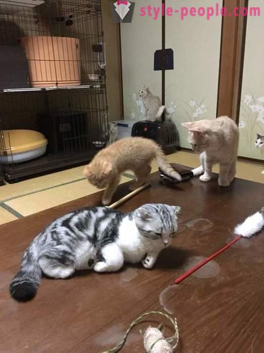 Japonský hotel, kde si môžete vziať mačku na prenájom