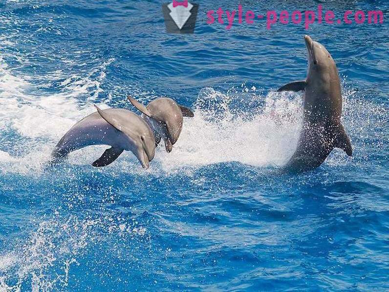 Amazing o delfínoch