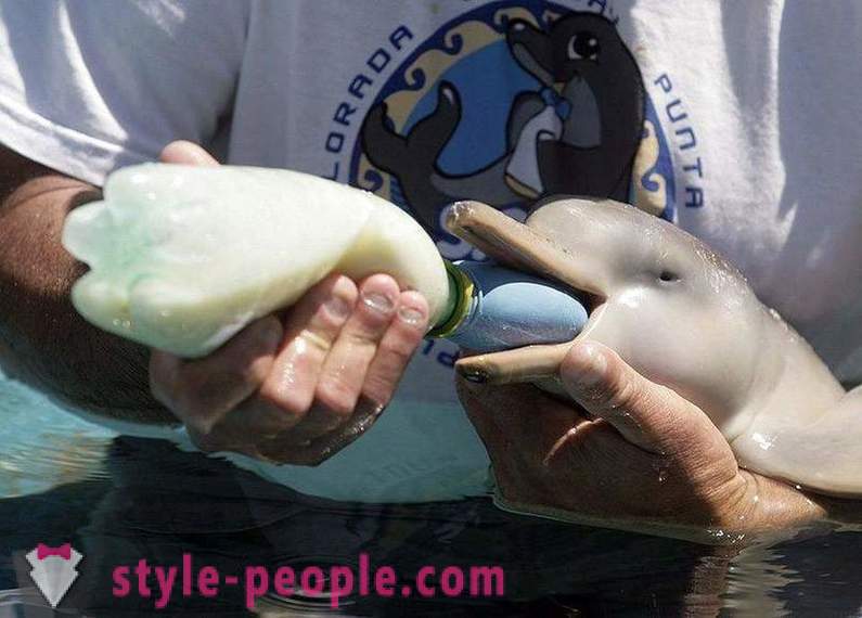 Amazing o delfínoch