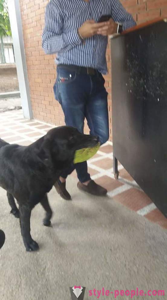 Pes sa naučil kupovať jedlo pre svoje vlastnej mene