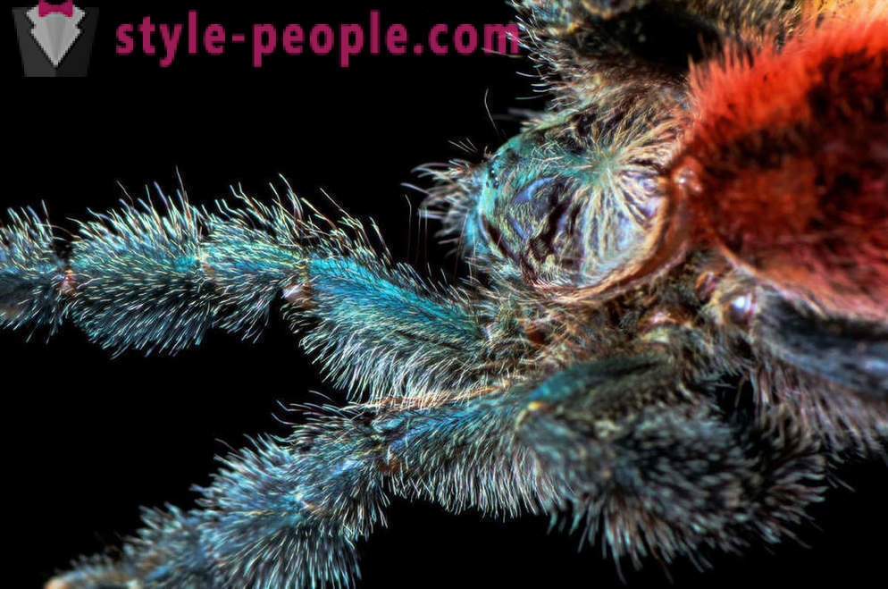 Detailným pavúčích nôh