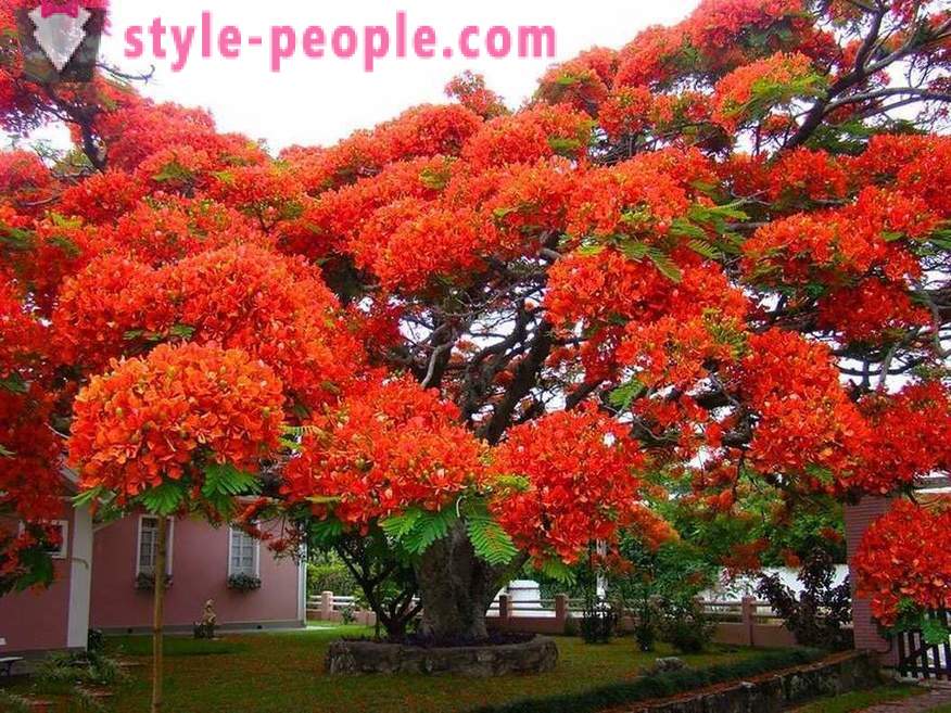 Úžasné krásy stromov z celého sveta
