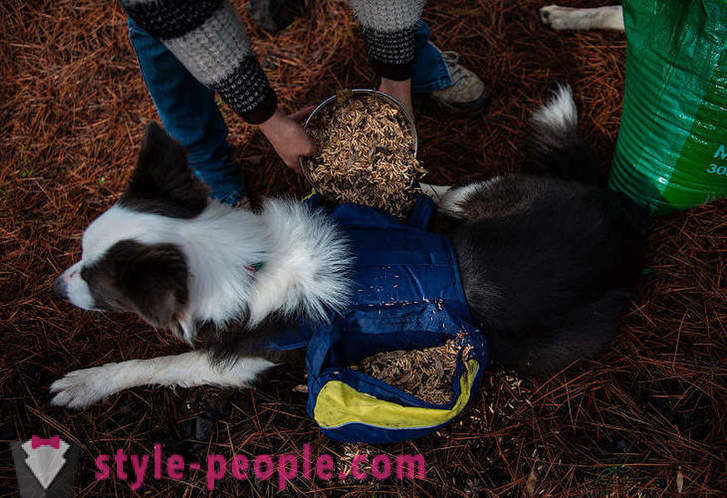 Psy pomáhajú obnoviť čílskej lesy