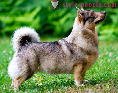 17 roztomilé plemien psov, ktoré ste nikdy nepočuli