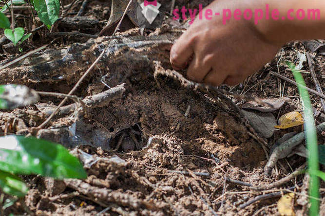 Kambodžania lovci Tarantula