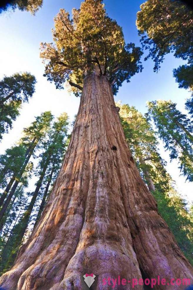 Medzi najpôsobivejšie stromov na svete