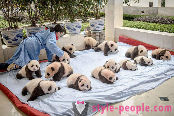 Ako pestovať obrie pandy v Sichuan