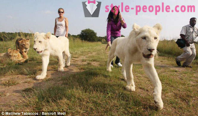Prechádzka v spoločnosti bielych levov