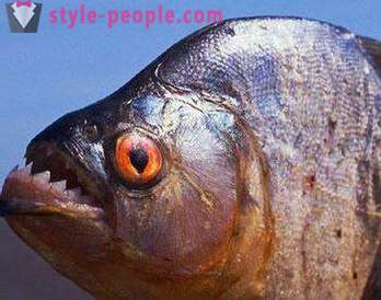 Čo ryby sú nájdené v Volge: recenzia