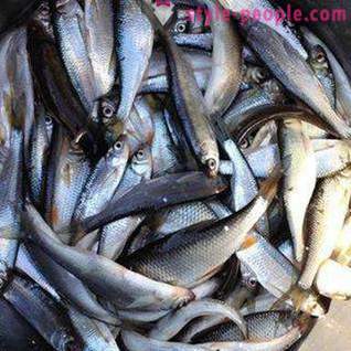 Rybárčenie na Pakhra: fotografie a recenzie. rybárske spoty