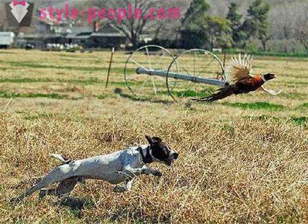 Lov na bažanty s husky (foto)