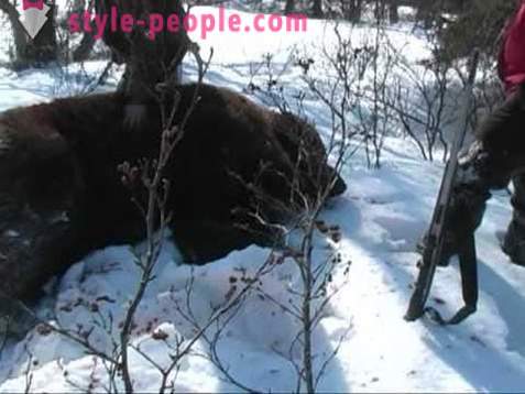 Medveď lovu v zime. Lov ľadové medvede