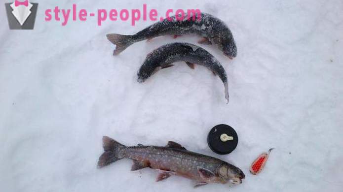 Rybári poznámka: lov pstruhov v zime