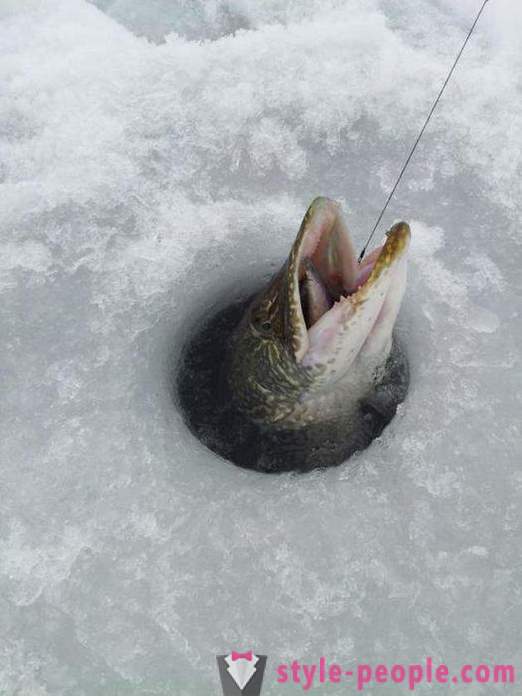Pike rybárčenie na zherlitsy zime. Šťuka rybolov v zime trolling