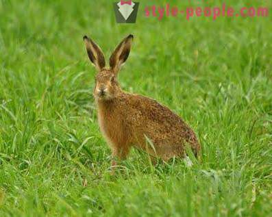 Lov zajaca: metód a triky